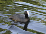 SX06204 Coot.jpg